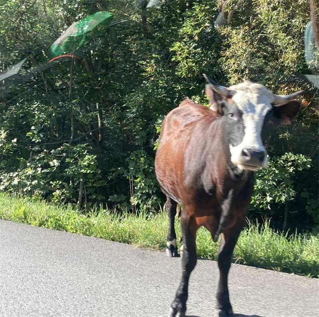Een koe in de weide bij Saint Sorlin